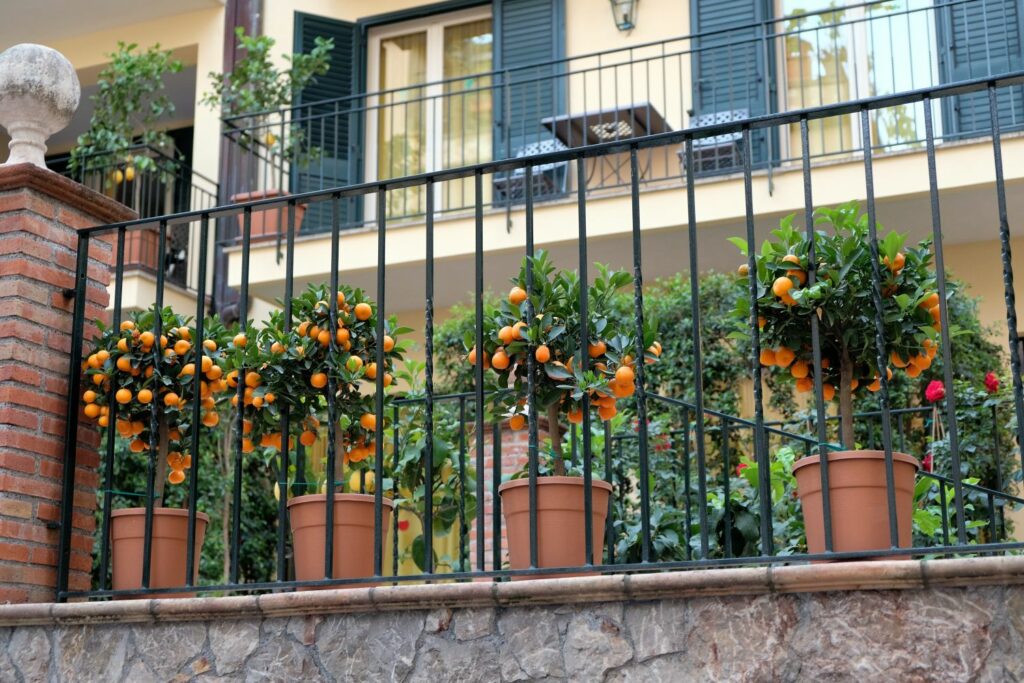 Calamondin-Orangenbäume auf einem Balkon