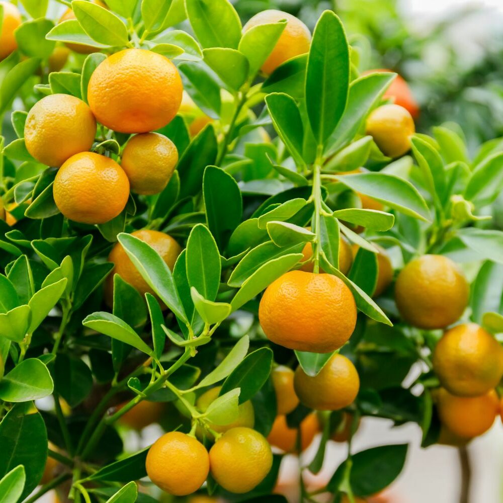 Calamondin: Pflege & berwintern - Plantura