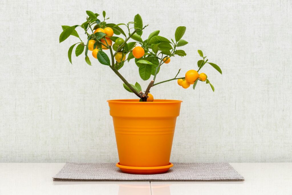 Calamondin-Orangenbaum im Topf