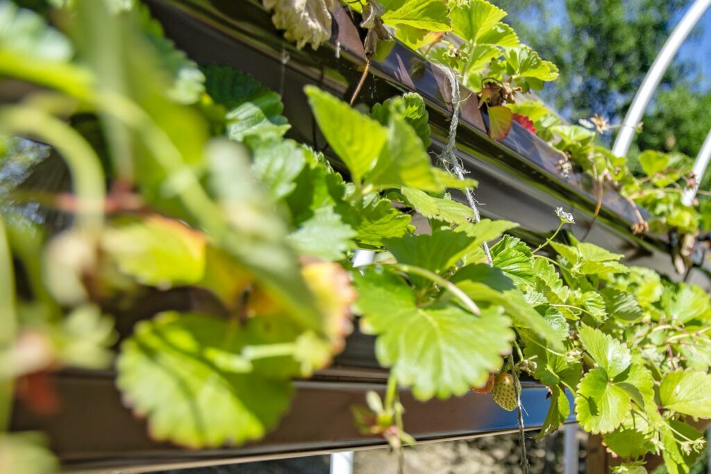 Erdbeeren im vertikalen Anbau
