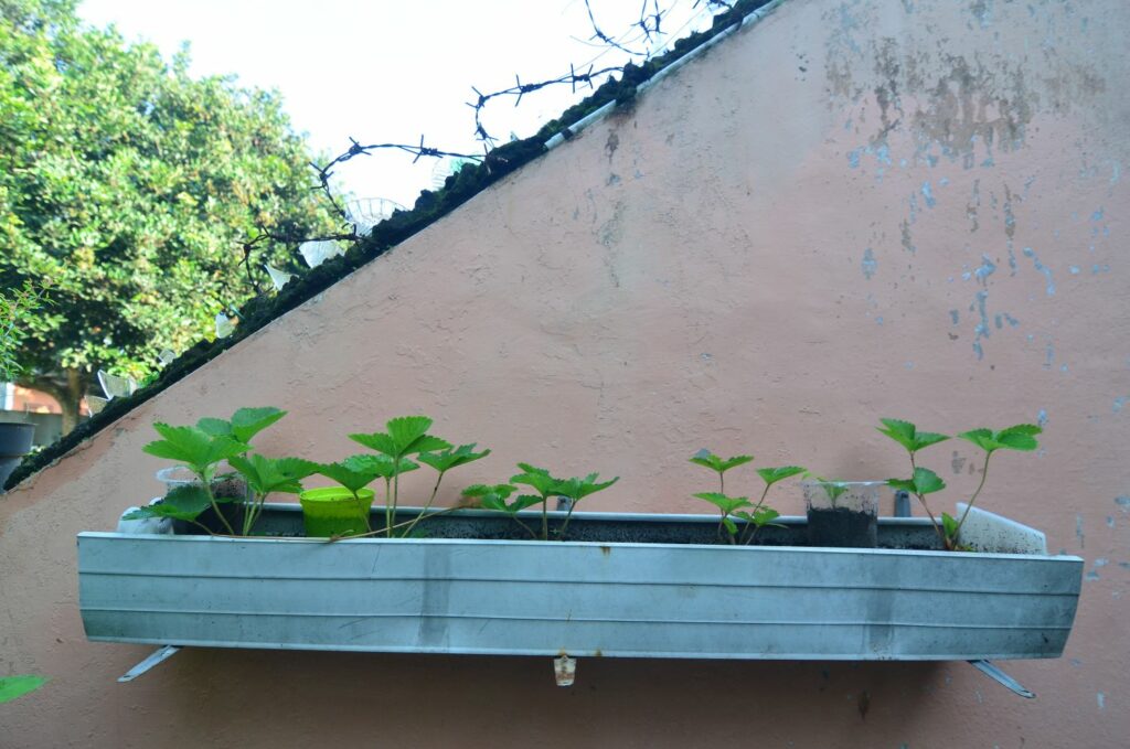 Erdbeeren in Rohre pflanzen