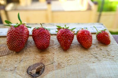 Erdbeersorten: Immertragende, alte & frühreife im Überblick