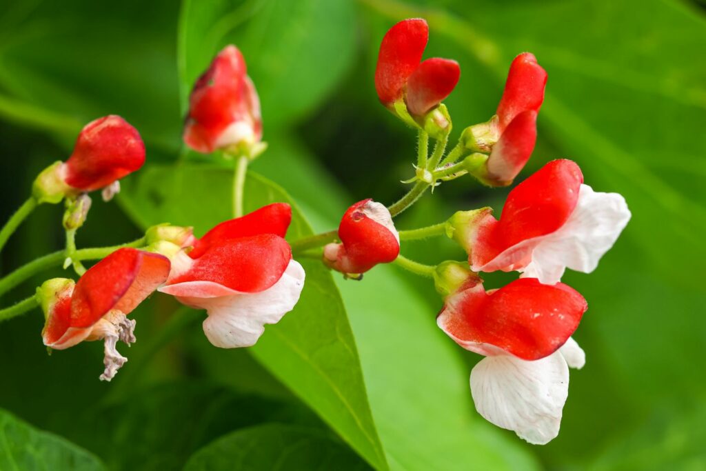 Feuerbohne mit weiß-roten Blüten