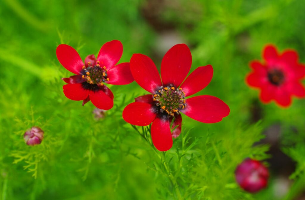 Adonisröschen mit roten Blüten