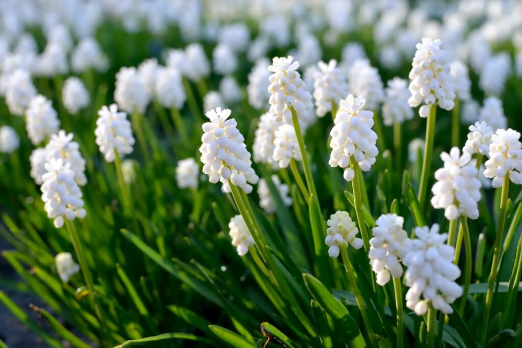 Muscari botryoides