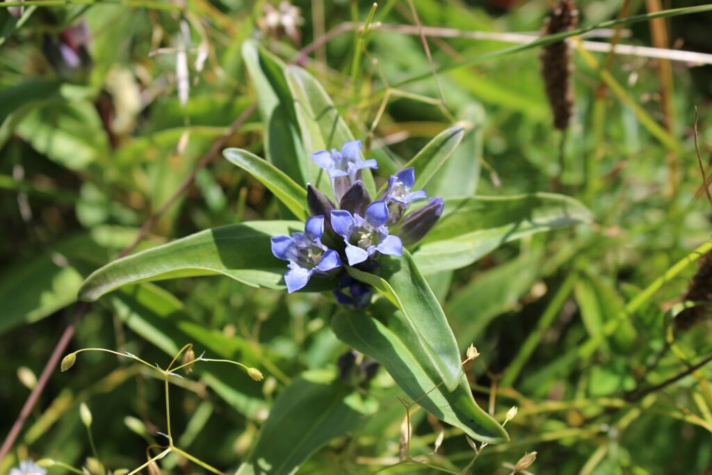 Gentiana crutiata
