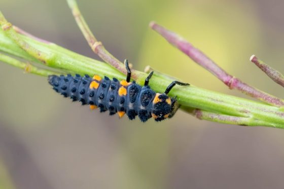 Welcher prominente Nützling ist hier zu sehen?