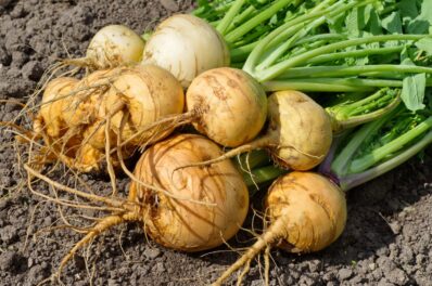 Mairübe: Anbau, Ernte & Zubereitung der Navette