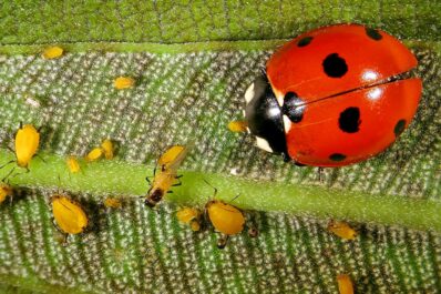 Siebenpunkt-Marienkäfer: Wirksamer Nützling gegen Blattläuse