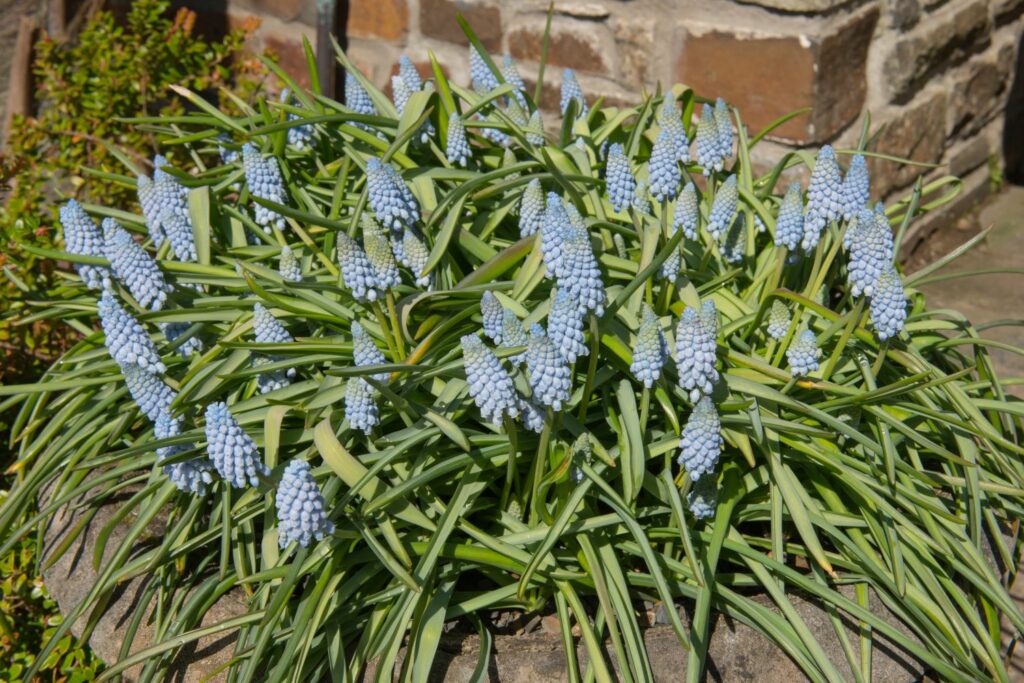 Muscari Valerie Finnis