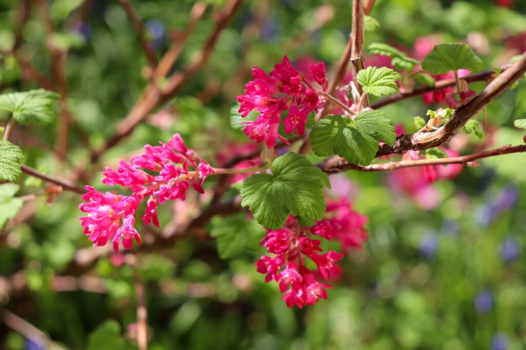 Blut-Johannisbeere 'King Edward'
