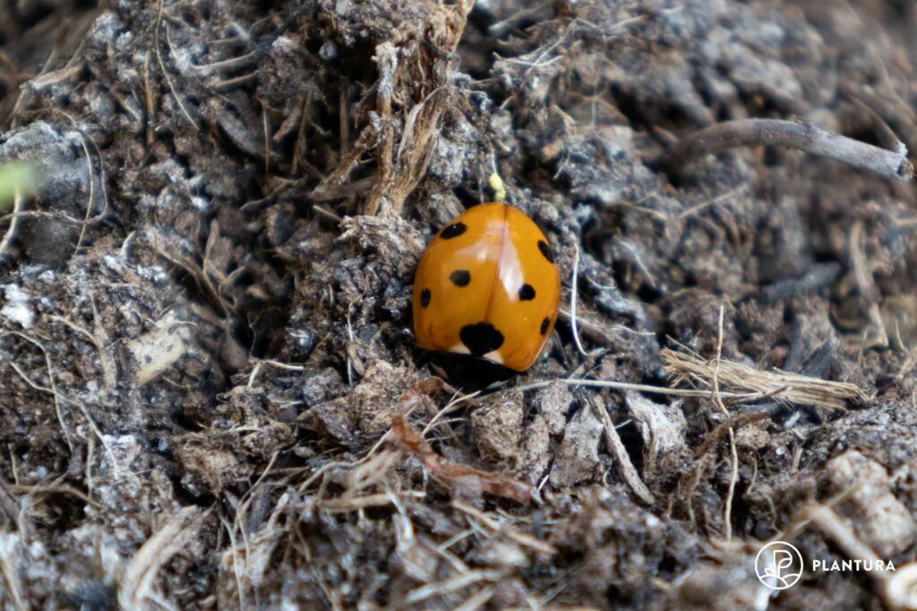 Coccinella septempunctata