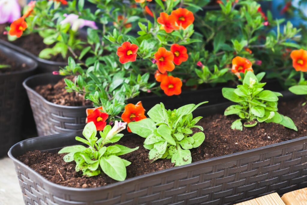 Zauberglöckchen im Blumenkasten