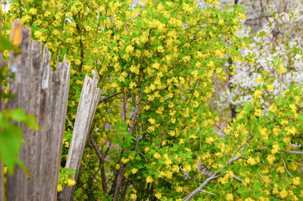 Gold-Johannisbeere mit gelben Blüten