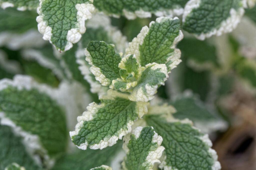 Mentha suaveolens Variegata