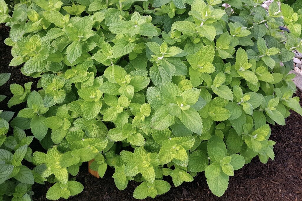 Mentha suaveolens