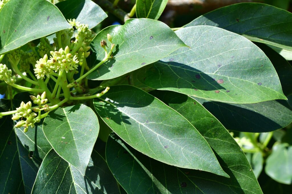 Avocado-Blüte