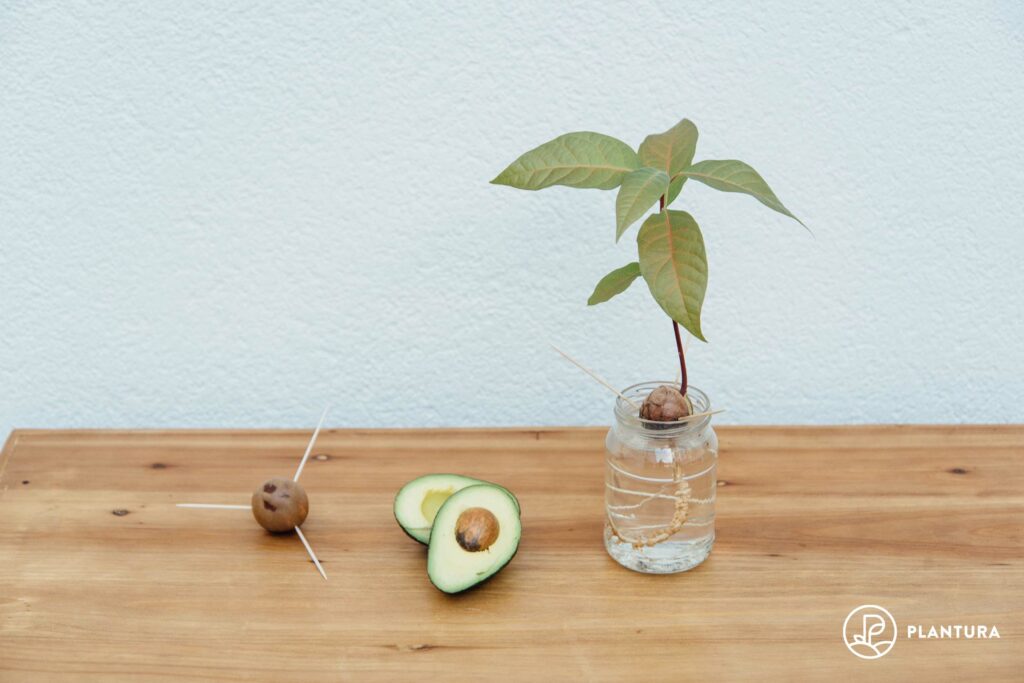 Avocado-Stecklinge