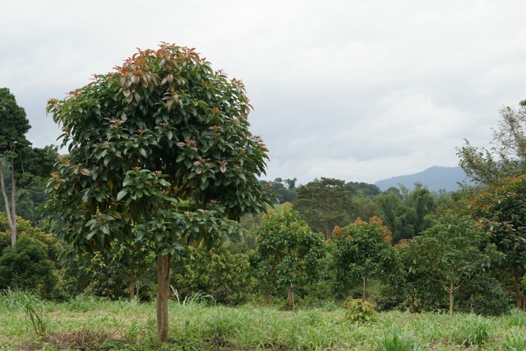 Großer Avocadobaum in der Natur