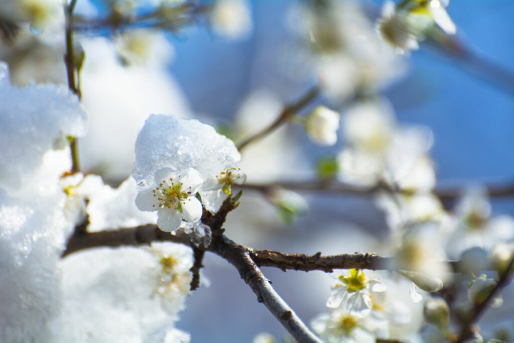Apfelbaum-Ast mit Schnee