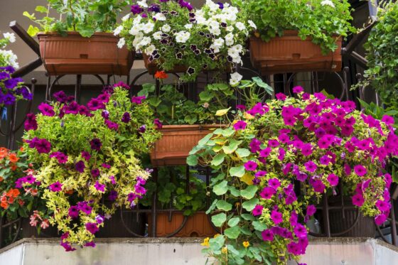 Balkon bepflanzen: Die richtige Pflanzenwahl & Tipps zum Einpflanzen