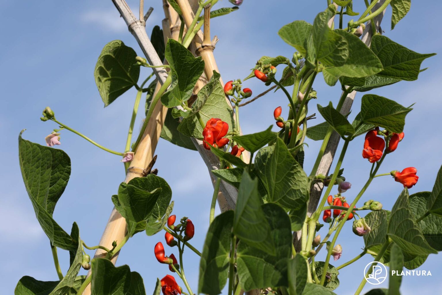 Feuerbohne Pflanzen, Standort & Ernte Plantura