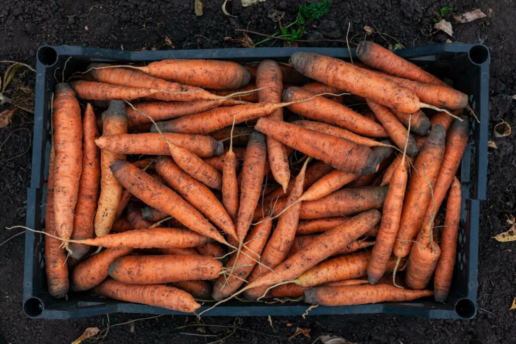 spätreife Karotten