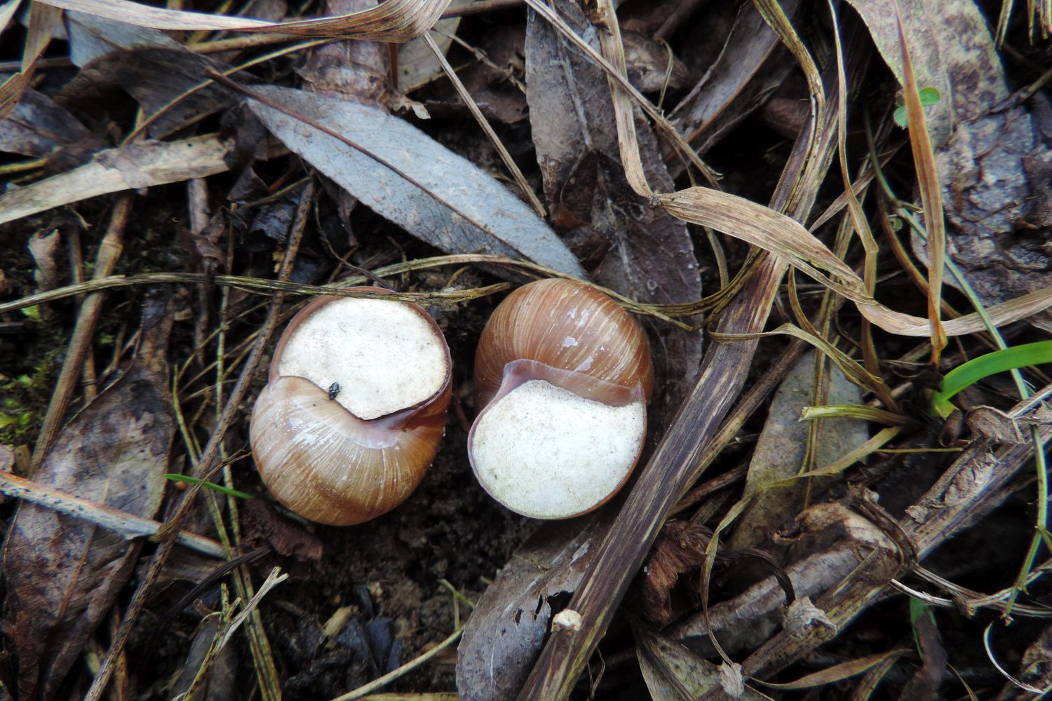Schnecken im Garten Fressfeinde, Lebensweise & Co Plantura