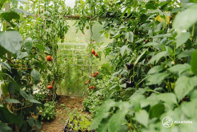 Gewächshaus bepflanzen Pflanzplan & Anleitung Plantura
