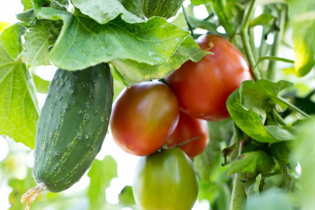 Gurke und Tomaten