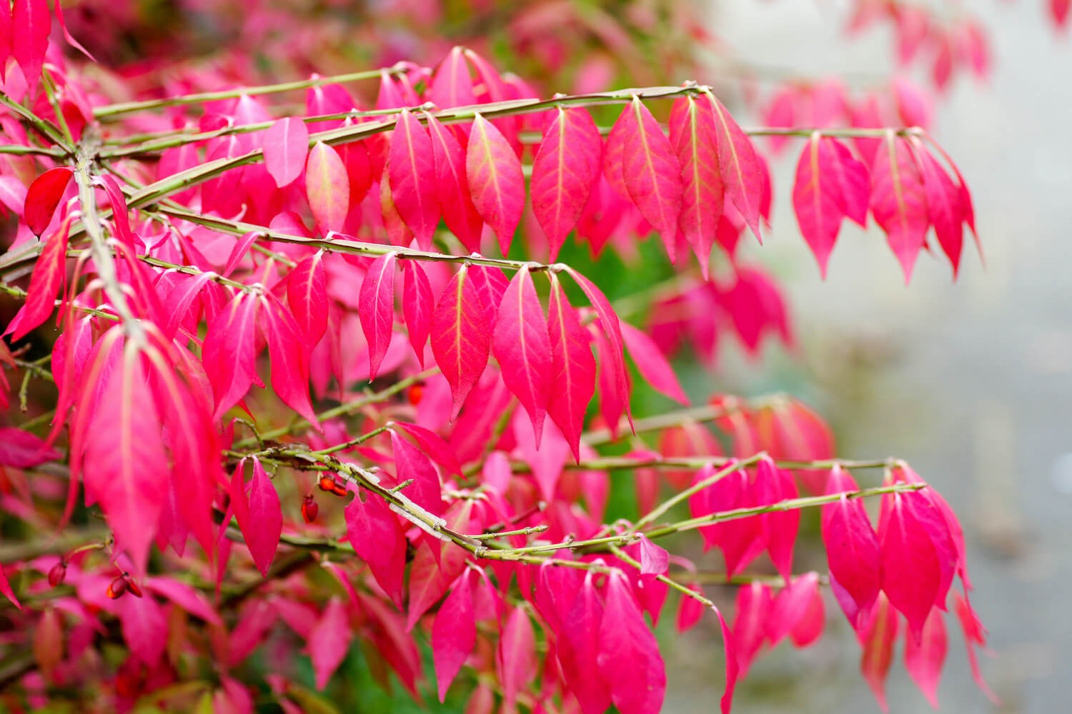 Korkflügelstrauch: Blüte, Standort & Pflege von Euonymus alatus
