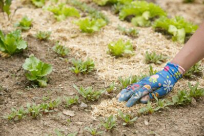 Gemüsebeet mulchen: Das richtige Material & Anleitung zum Vorgehen