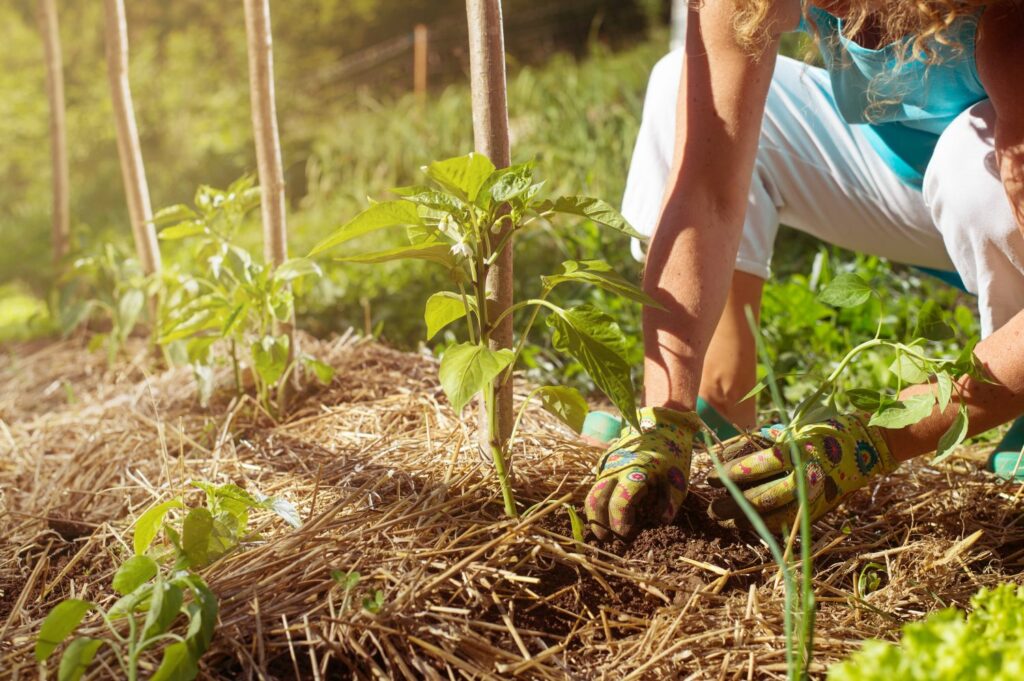 Paprikapflanze mit Strohmulch