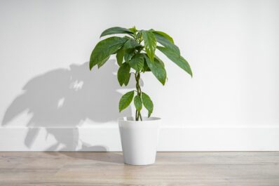 Avocadopflanze: Steckbrief, Sorten & Überwinterung