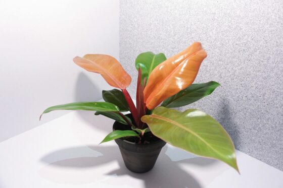 Philodendron ‘Prince of Orange’: Pflege, Standort & Vermehrung