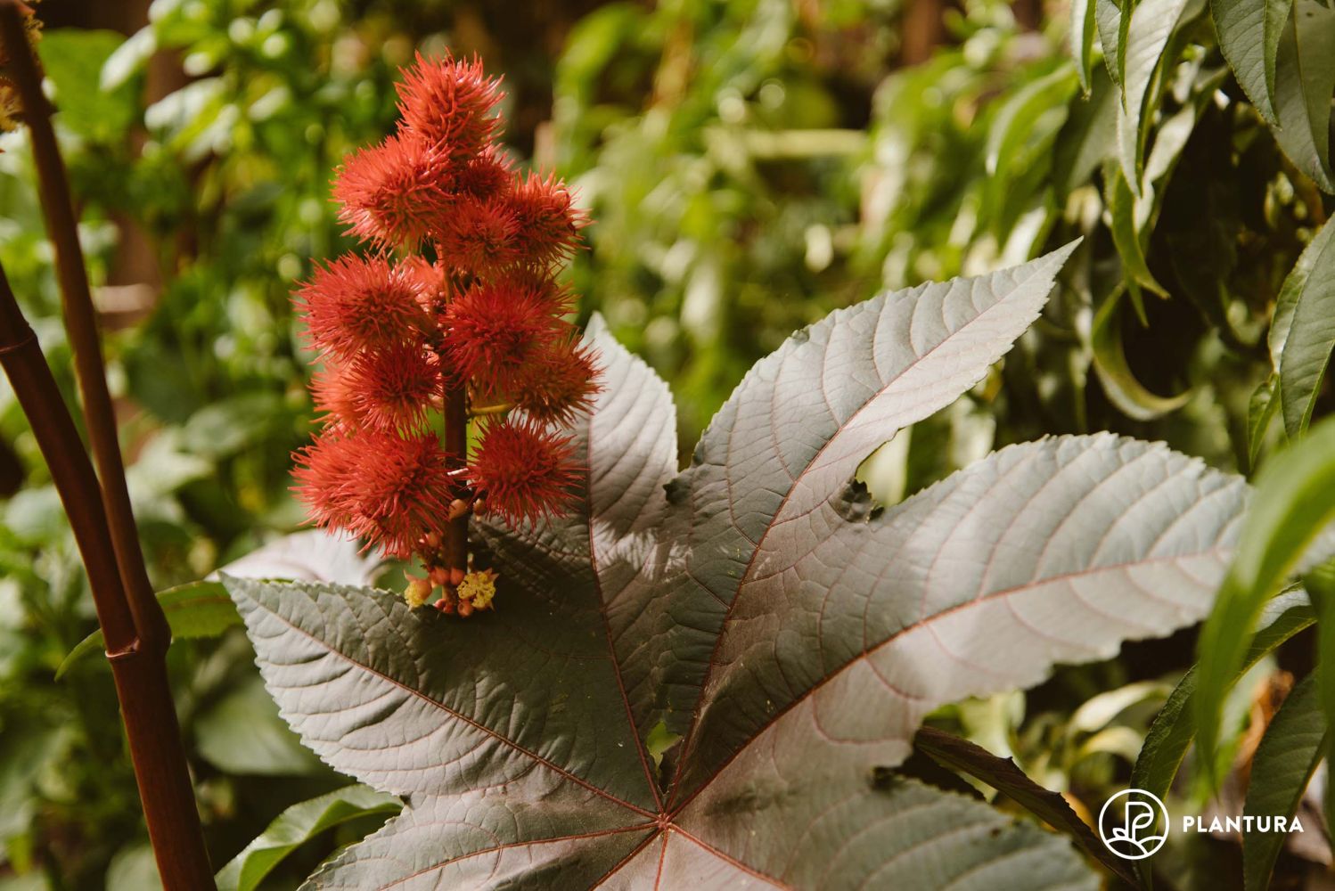 Rizinus, Wunderbaum (Ricinus communis)