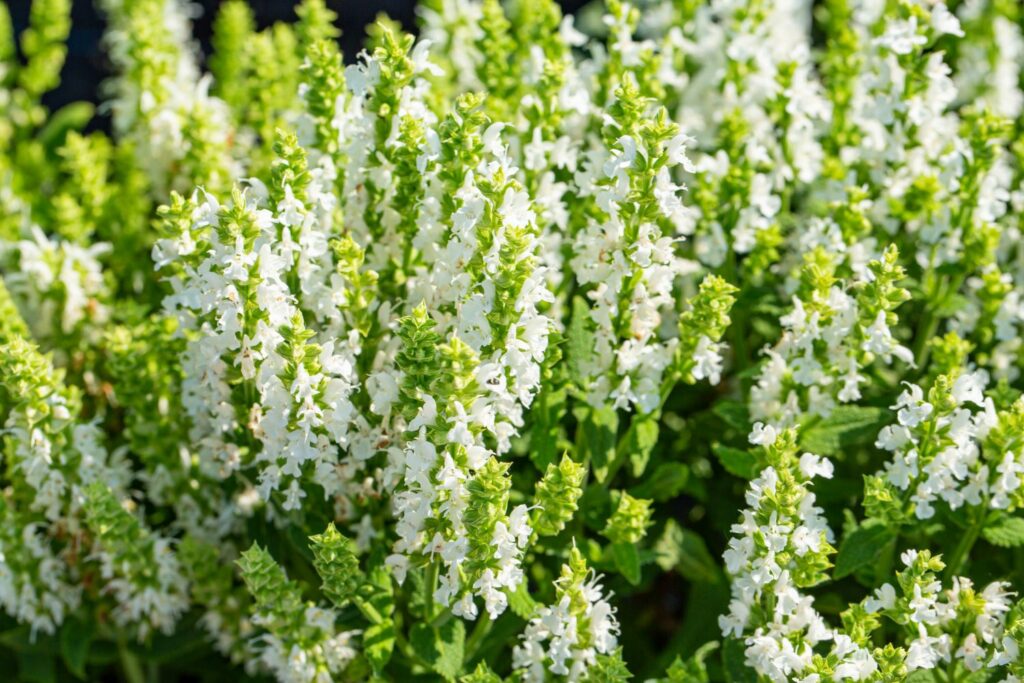 Weißer Salbei-Blüte