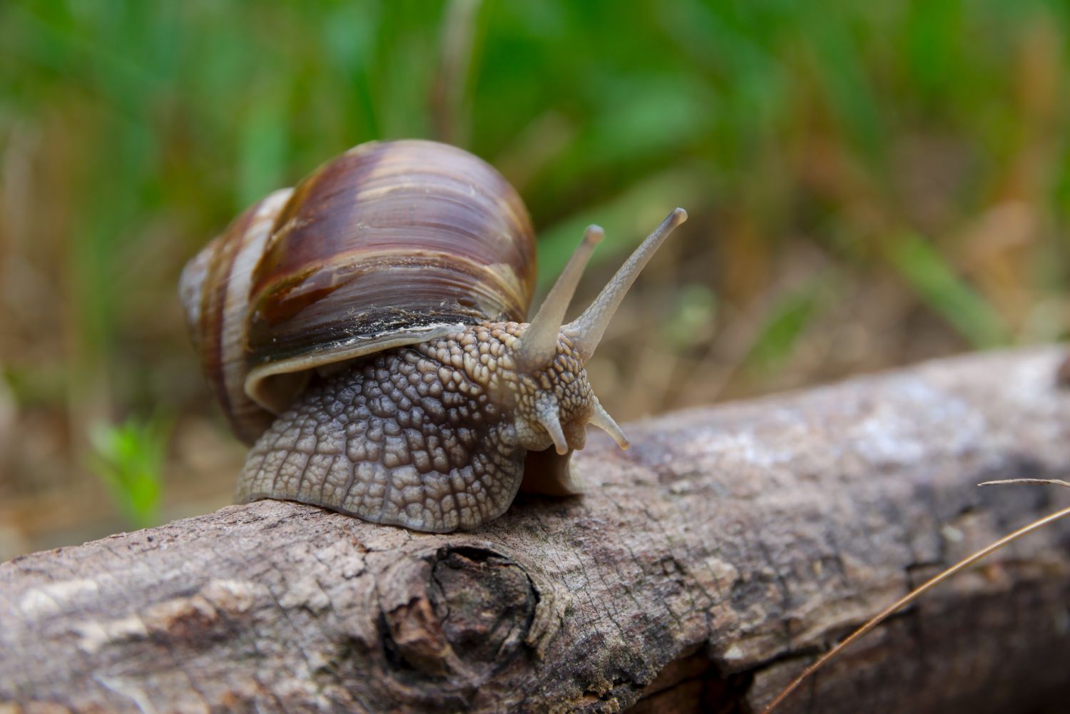 Schnecken im Garten Fressfeinde, Lebensweise & Co Plantura