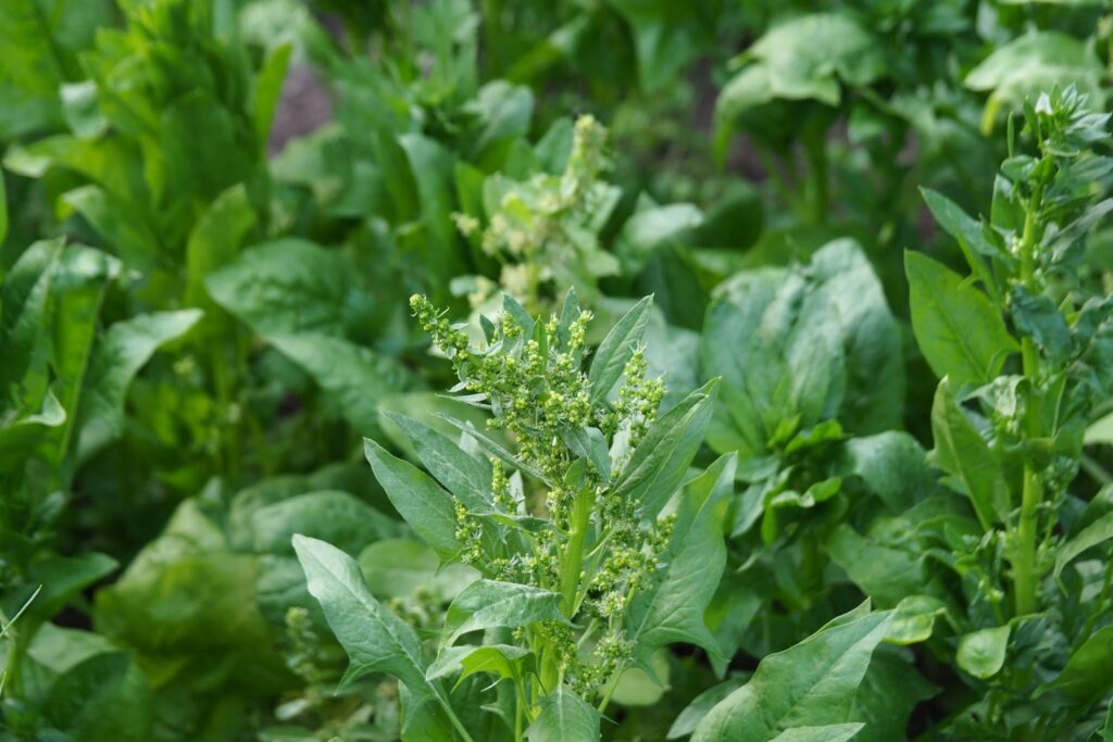 Männiche Spinatblüte