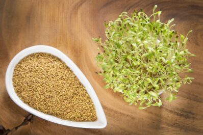 Alfalfa-Sprossen: Selber ziehen & gesundheitliche Vorteile