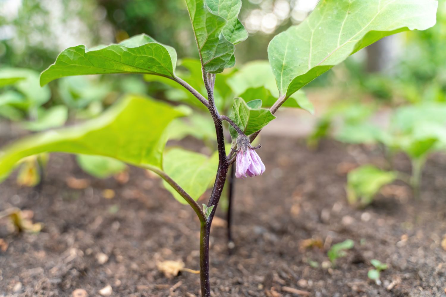 ThaiAubergine Pflanzen, Pflege & Ernte Plantura