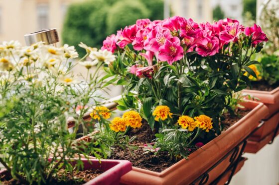 Balkonkästen bepflanzen: Zeitpunkt, Vorgehen & die besten Tipps