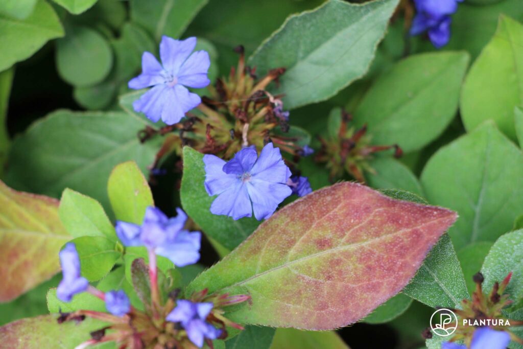 rote Blätter des Ceratostigma plumbaginoides