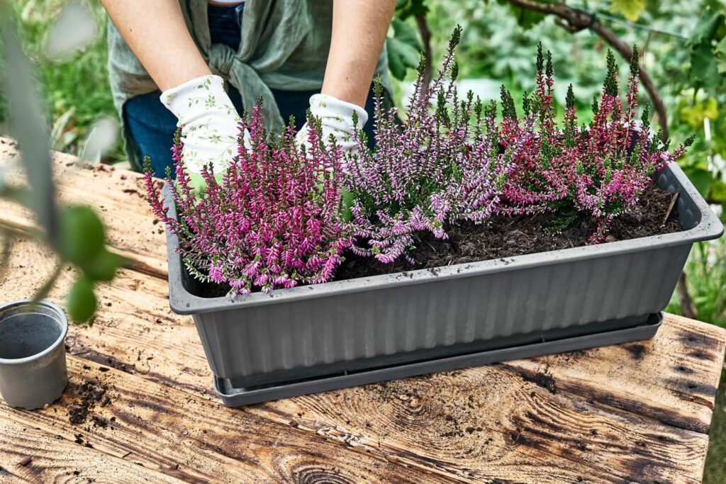 Blumenkasten bepflanzen