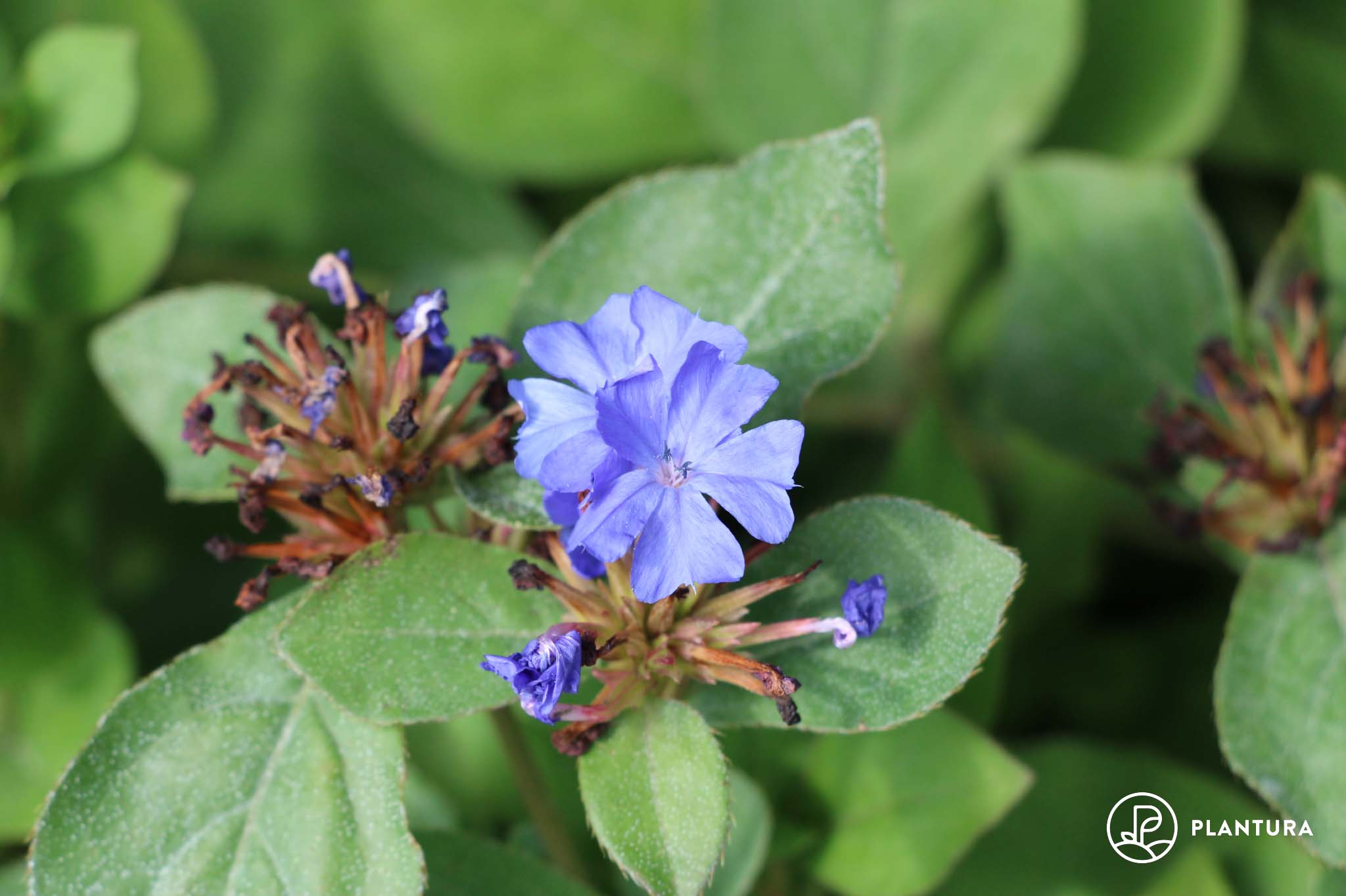 Bleiwurz: Standort, Sorten & Winterhärte