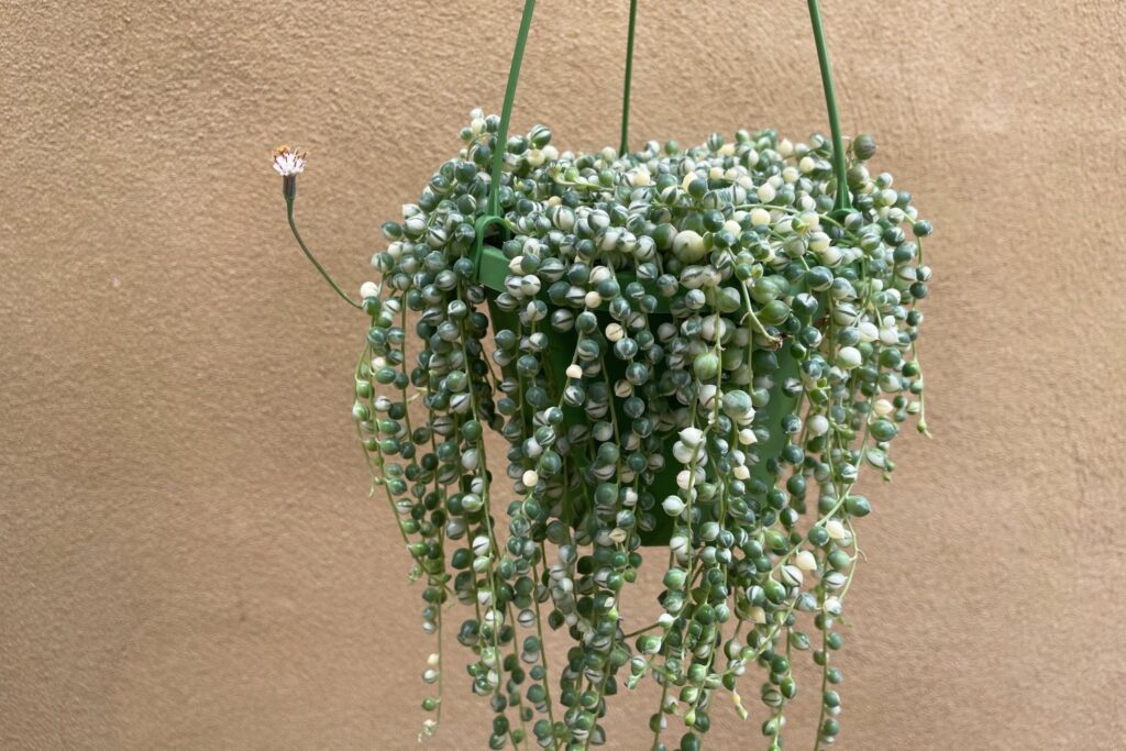 Panaschierte Erbsenpflanze