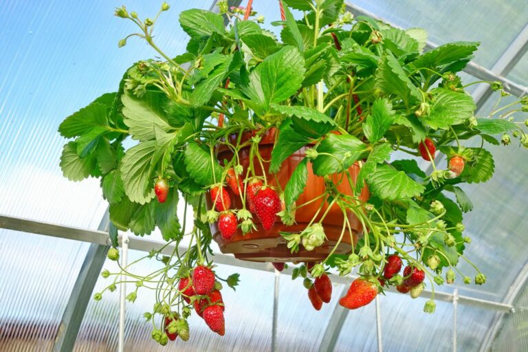 Hängeerdbeeren Pflanzen, Überwintern & Sorten Plantura