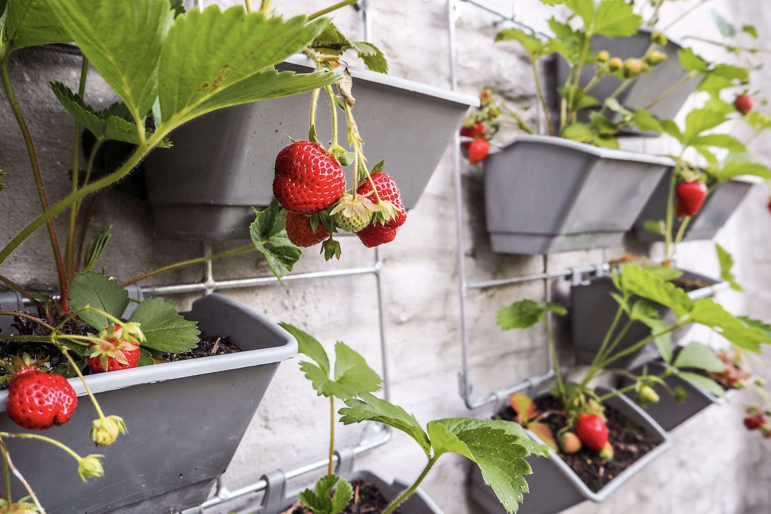 Klettererdbeeren Pflanzen, Überwintern & Sorten Plantura