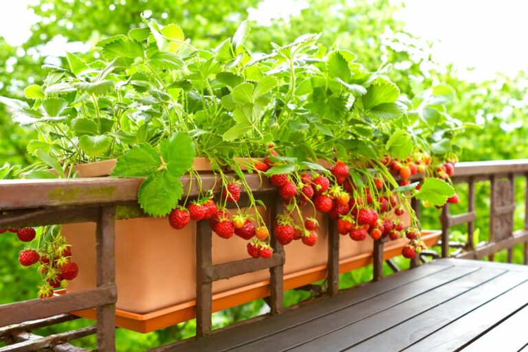 Hängeerdbeeren Pflanzen, Überwintern & Sorten Plantura
