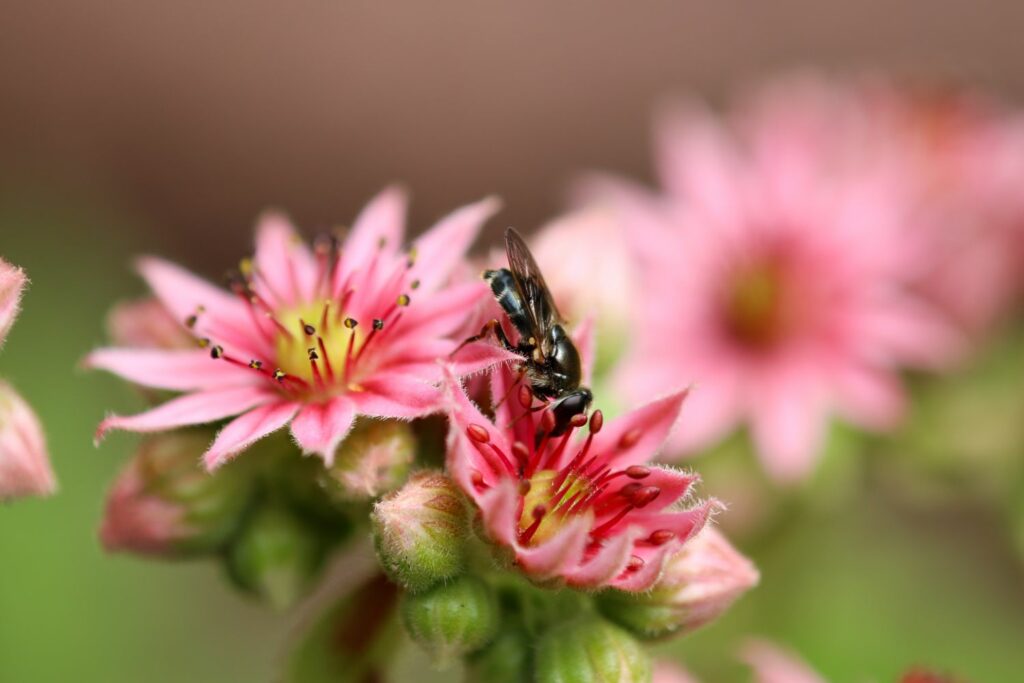 Biene auf einer Hauswurz-Blüte